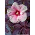 Гибискус Hibiscus Summer Storm