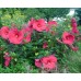 Гибискус Hibiscus Sultry Kiss