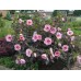 Гибискус Hibiscus Summer Storm