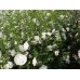 Гибискус сирийский White Chiffon