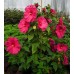 Гибискус Hibiscus Jazzberry Jam