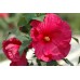 Гибискус Hibiscus Sultry Kiss