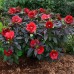 Гибискус Hibiscus Midnight Marvel Гибискус Hibiscus Midnight Marvel