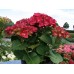 Гортензия Hydrangea HOT RED