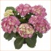 Гортензия Hydrangea SAXON® MORITZBURG