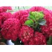 Гортензия Hydrangea HOT RED