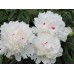 Пион Paeonia Festiva Maxima