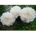 Пион Paeonia Shirley Temple