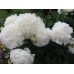 Пион Paeonia Gladis Hodson