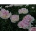 Пион Paeonia Raspberry Sundae