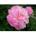 Пион Paeonia Suzette