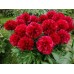 Пион Paeonia Red Grace Пион Paeonia Red Grace
