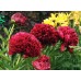 Пион Paeonia Red Grace Пион Paeonia Red Grace