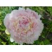 Пион Paeonia Myrtle Gentry Пион Paeonia Myrtle Gentry