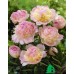 Пион Paeonia Raspberry Sundae