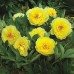 Paeonia Itoh Yellow Crown