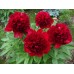 Пион Paeonia Red Charm Пион Paeonia Red Charm