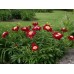 Пион Paeonia Sword Dance