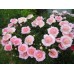Пион Paeonia Do Tell