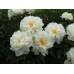 Пион Paonia Gardenia
