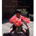 Пион Paeonia Coral Charm