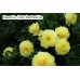 Paeonia Itoh Bartzella