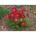 Сон-трава Pulsatilla Red Bells