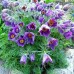 Сон-трава Pulsatilla Violet Bells