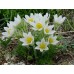 Сон-трава Pulsatilla Alba