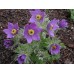 Сон-трава Pulsatilla Violet Bells