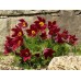 Сон-трава Pulsatilla Red Bells
