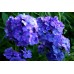 Флокс Phlox Blue Paradise