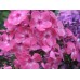 Флокс Phlox Юдифь