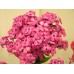 Флокс Phlox Юдифь