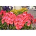 Флокс Phlox Adessa Orange