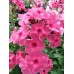 Флокс Phlox Дымчатый Коралл