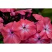 Флокс Phlox Watermelon Punch