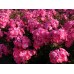 Флокс Phlox Watermelon Punch