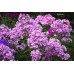 Флокс Phlox Машенька