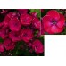 Флокс Phlox Strawberry Daiquiri